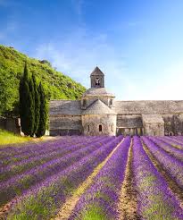 Provence - Lavender Fields